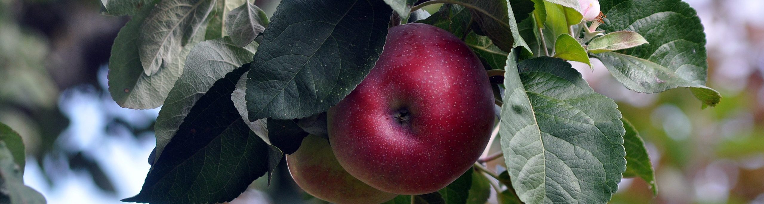 apfel